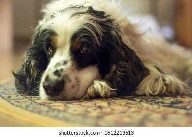 A Cocker Spaniel Rating In Front Of The Fire Place.