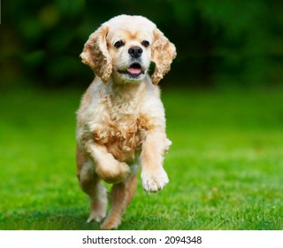 Cocker Spaniel Running On The Grass