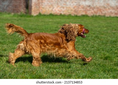 Cocker Spaniel Running On Grass