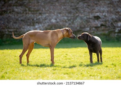 Cocker Spaniel Running On Grass