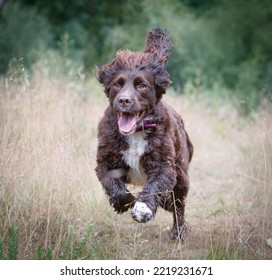 Cocker Spaniel Running In Woodland.