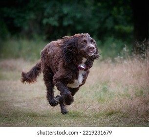 Cocker Spaniel Running In Woodland.