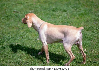 Cocker Spaniel Running Images Stock Photos Vectors Shutterstock