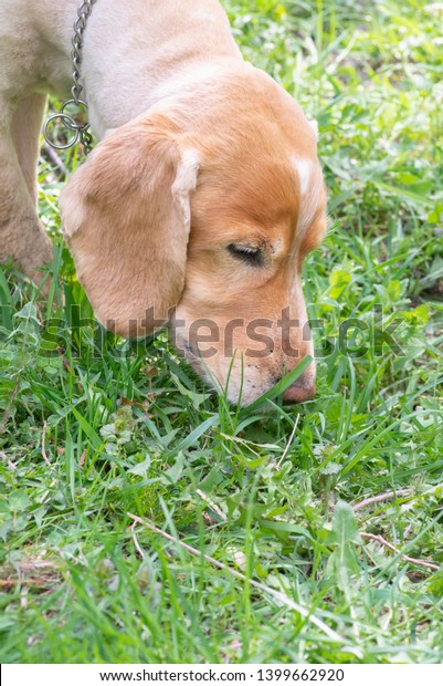 Cocker Spaniel Short Fur After Haircuts Stock Photo Edit Now