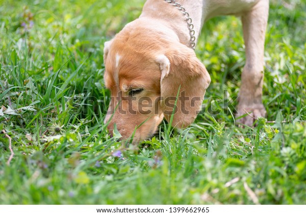 Cocker Spaniel Short Fur After Haircuts Animals Wildlife Nature