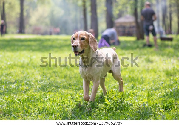 Cocker Spaniel Short Fur After Haircuts Stock Photo Edit Now