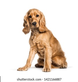 Cocker Spaniel Sitting Against White Background