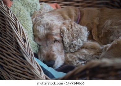 Cocker spaniel sleeping in bed.