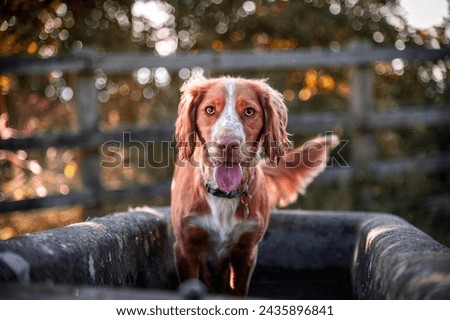 Cocker spaniel standing in an old stone water troth as the sun sets over the Cotswolds 