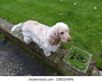 Spaniel Standing Images Stock Photos Vectors Shutterstock