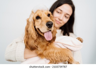 Cocker Spaniel Tacking A Bath With His Human In The Bath Tub. Woman Using A Towel To Comfort Her Pet