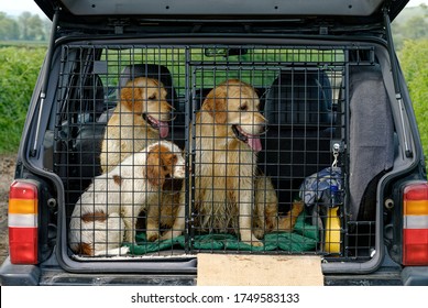 Cocker Spaniel And Two Golden Retrievers. Sitting Together. In Dog Crate In The Back Of A Car.