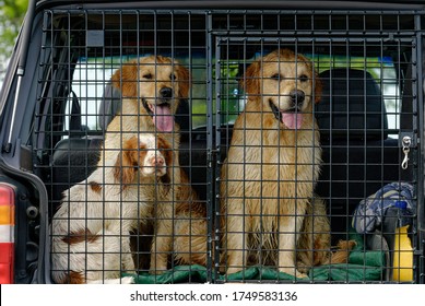 Cocker Spaniel and two Golden Retrievers. Sitting together. in dog crate in the back of a car.