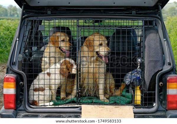 Cocker Spaniel and two Golden
Retrievers. Sitting together. in dog crate in the back of a
car.