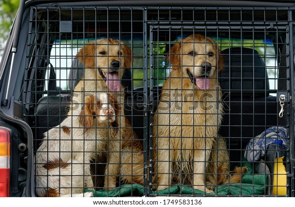 Cocker Spaniel and two Golden\
Retrievers. Sitting together. in dog crate in the back of a\
car.