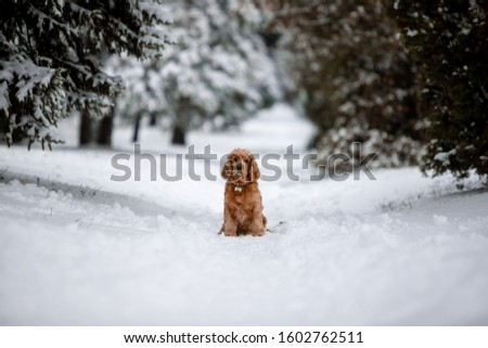Cocker spaniel in the winter forest