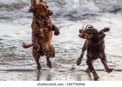 Cocker spaniels playing in the sea at the beach