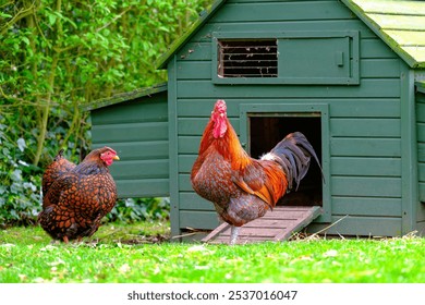 Cockerel chicken seen with one of his hens outside a free range garden chicken house in rural England. - Powered by Shutterstock