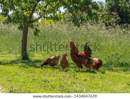 Similar – freilandhaltung Huhn