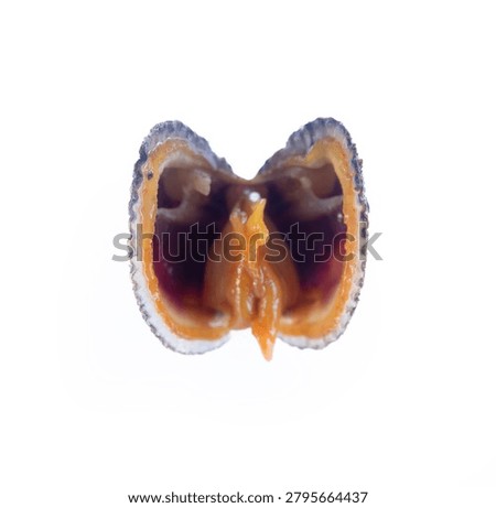 Сommon cockle (Cardium-Cerastoderma edule) An open shell with a mollusk inside after cutting the adductor slit. Ready for eating alive speciality, delicacy. Isolated on a white background.
