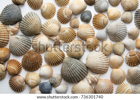 Cockle clam shells background, Lots of cockleshells on white background