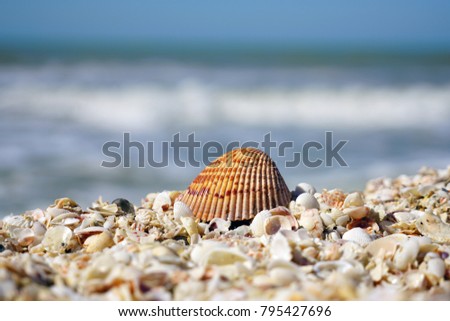 A cockle shell on top of shells on the beach by the sea in Sanibel, Florida