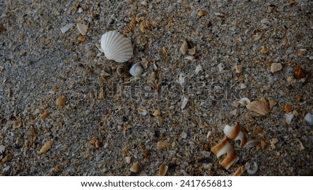 A cockle shell and other broken shells on a beach.