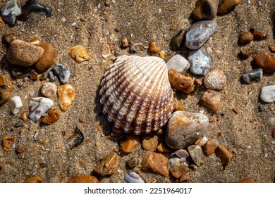A Cockle Shell and Pebbles on a Beach