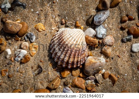 A Cockle Shell and Pebbles on a Beach