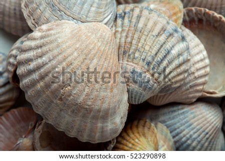 The cockleshell filled on a heap is a lot of different sea cockleshells, a background.
