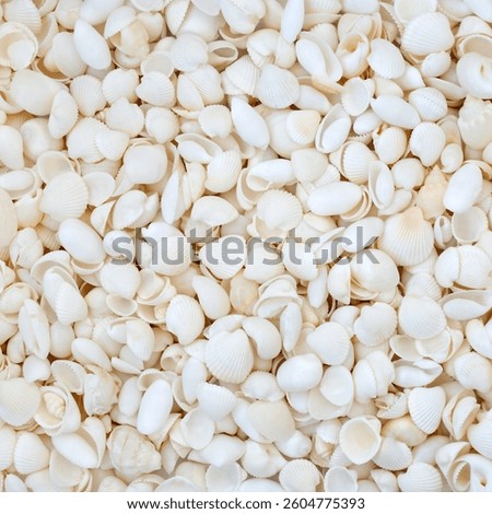 Cockleshell and small white beach seashell abstract background. Nature marine life decorative composition for summer theme greeting card.