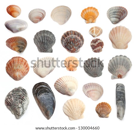 Cockleshells from the Black Sea on a white background