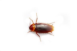 American cockroach featuring antenna, background, and black, an Animal ...