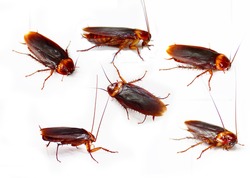 American cockroach featuring antenna, background, and black, an Animal ...