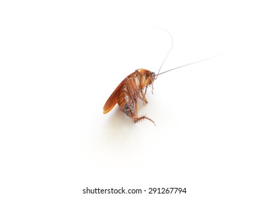 cockroach