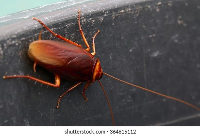 cockroach 