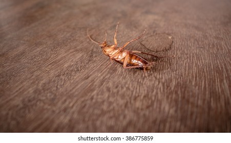 Cockroach