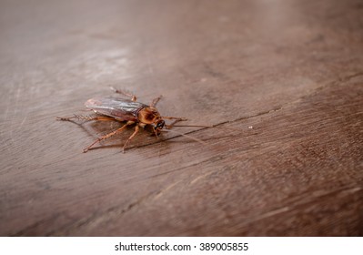 cockroach