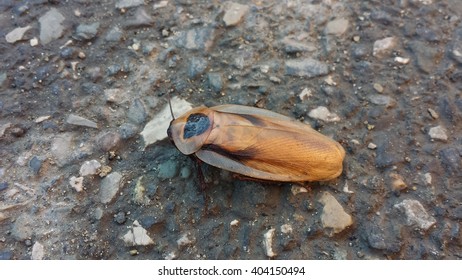 Cockroach