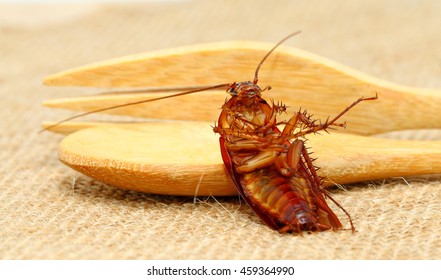 cockroach