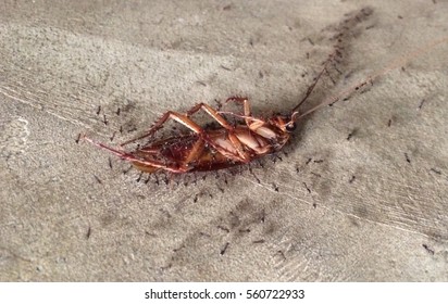 cockroach