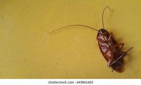Asian Cockroaches Thailand Cockroach Lie Supine ภาพสต็อก 764338732 ...
