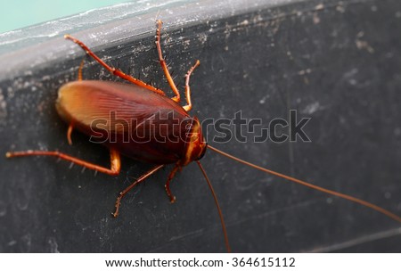 cockroach 