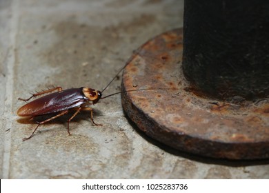 Cockroach is an animals which carrying bacteria into the house.