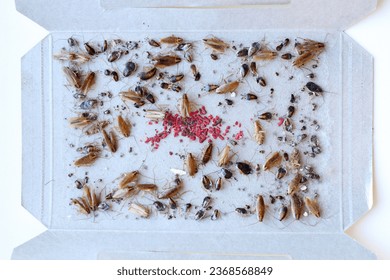cockroach bait lured many big and small cockroaches into the sticky trap, insect control at home, many cockroaches caught in the sticky trap - Shutterstock ID 2368568849