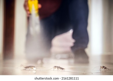 cockroach being killed with aerosol poison, cockroaches on the floor dying with poison, poor hygiene indoors