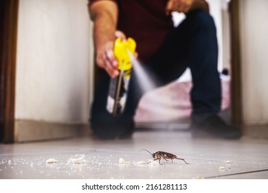 cucaracha que se mata en interiores, aerosol de veneno, infestación de insectos, detección de insectos