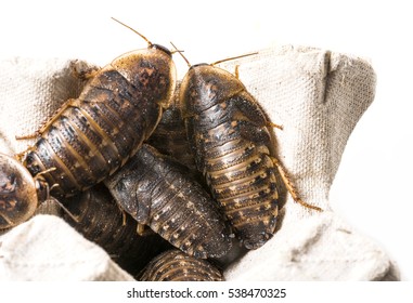 Cockroach Blaptica Dubia Stock Photo 538470325 | Shutterstock