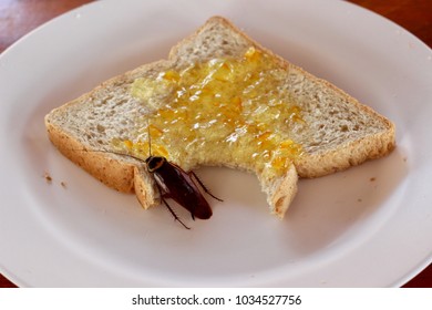 Cockroach And Bread