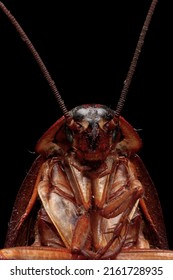 Cockroach carcass closeup on isolated background, cockroach carcass closeup head - Shutterstock ID 2161728935